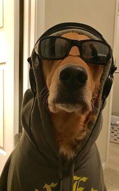 a dog wearing sunglasses and a hoodie