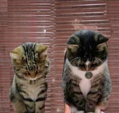 two cats sitting next to each other on top of a persons hand and one is looking at the camera