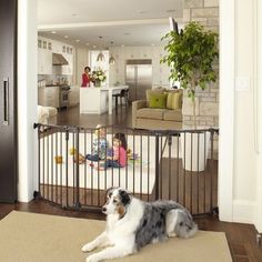 a dog laying on the floor in front of a baby gate