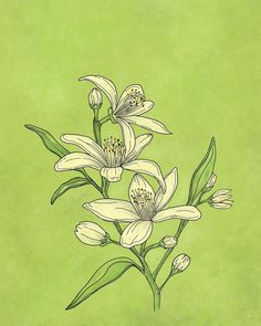 a drawing of some flowers on a green background with space for text or image to be added