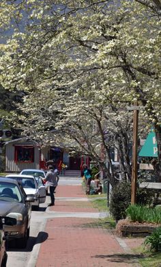 cars parked on the side of a road next to trees with white flowers in bloom