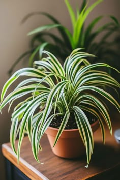 a potted plant sitting on top of a wooden table