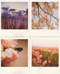 four different pictures of flowers and trees