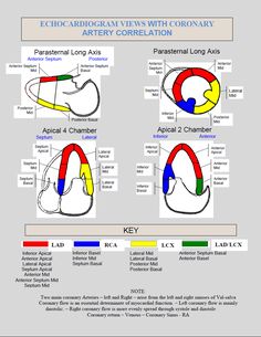 an image of the anatomy of the kidney