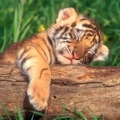 a small tiger cub is sleeping on a log