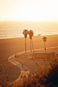 two palm trees on the beach at sunset