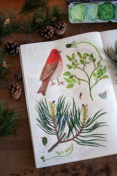 an open book sitting on top of a wooden table next to pine cones and plants