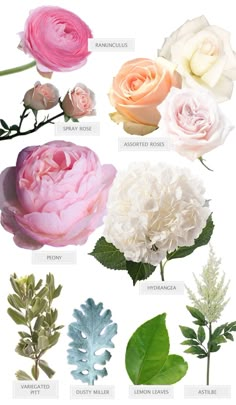 the different types of flowers are shown in this graphic style, including pink and white roses