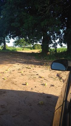 an open field with lots of fruit on the ground and trees in the backgroud