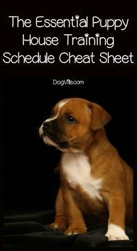 a brown and white puppy sitting on top of a black background with the words, the essential puppy house training schedule sheet