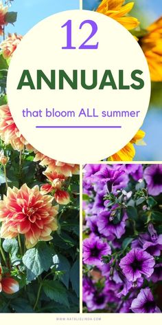 flowers with the words 12 annuals that bloom all summer on them and below it