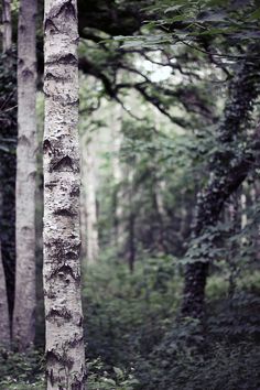 a forest filled with lots of trees covered in green leaves and tall thin trees next to each other