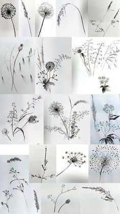 many different types of wildflowers are shown in black and white photos, each with their own image