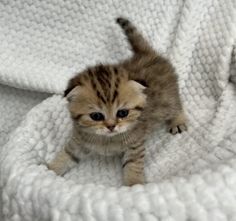 a small kitten sitting on top of a white blanket