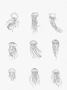 six different types of jellyfish are shown in black and white, one is drawn on paper