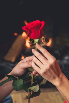 a person holding a red rose in their hand