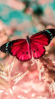 a red butterfly sitting on top of a pink flower