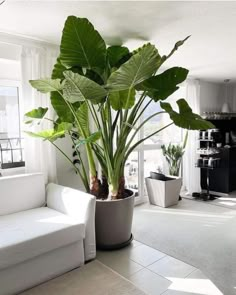 a living room filled with furniture and a large plant in the middle of the room