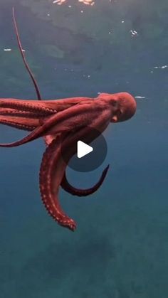 The Ocean Aesthetic, Octopus Photos, Deep Sea Life, Fun Animals, Funny Animals With Captions, Undersea World, Ocean Aesthetic, Interesting Videos, Underwater Creatures