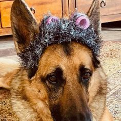 a german shepherd dog wearing a furry hat with fuzzy balls on it's ears