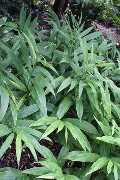 some very pretty green plants in the grass