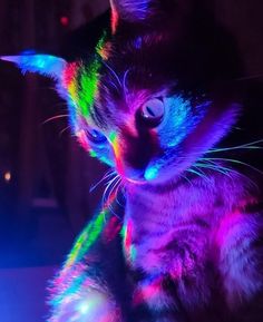 a cat that is sitting down with some lights on it's face and eyes