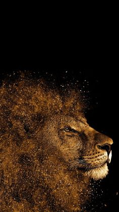 a lion is shown in the dark with dirt all over it's face and head