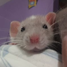 a close up of a rat on a person's arm with purple walls in the background