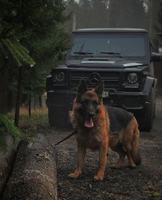 a german shepherd dog standing in front of a truck