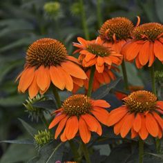 several orange flowers with green leaves in the background