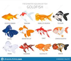 an image of different types of fish in the aquarium stock photo and royalty illustration on white background