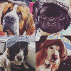 four different dogs wearing hats and sitting next to each other