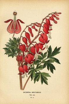 an illustration of a plant with red flowers