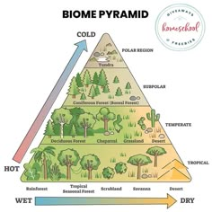 a pyramid diagram showing the different types of trees and how they are used to grow them