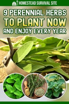 the front cover of a book with herbs on it and an image of green leaves