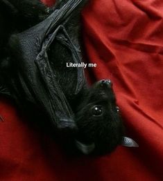 a black bat laying on top of a red blanket