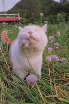 a white cat sitting in the grass with its eyes closed and it's nose wide open