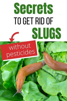 the words secrets to get rid of slugs without pesticides on top of lettuce