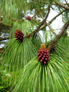 some pine cones are hanging from a tree