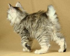 a small kitten standing on top of a couch