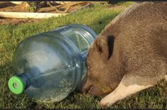 a pig sniffs at a plastic bottle on the grass