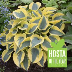 hosta plant with yellow and green leaves in the middle of some blue flowered plants