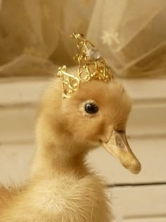 a little duck wearing a golden crown on its head and sitting in front of a window