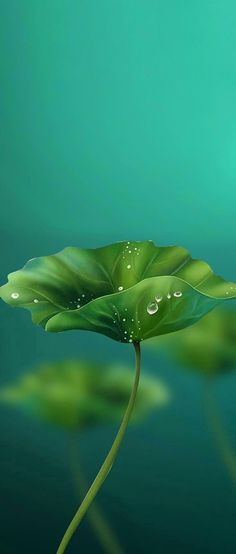 a large green leaf floating on top of water