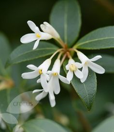 small white flowers with green leaves in the background