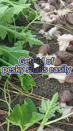 several different types of vegetables are growing in the ground with words that read get rid of pesky snails easily