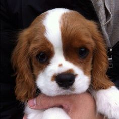 a small brown and white puppy is being held by someone's hands in a black jacket