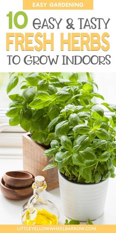 fresh herbs in pots with text overlay reading 10 easy & tasty fresh herbs to grow indoors