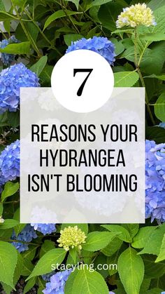 blue flowers with the words 7 reasons your hydrangea isn't blooming