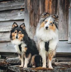 two small dogs sitting next to each other in front of a wooden building and one dog is looking at the camera